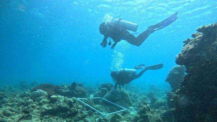 Estuaria Indonesia menyiapkan 5.000 subtrat karang dalam upaya merestorasi ekosistem pesisir Pantai Pamboang, Kabupaten Majene. Dokumen Istimewa