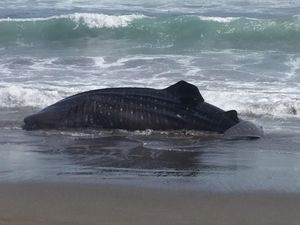 Hiu Paus 6 Meter Terdampar Mati di Pantai Tanggulangin Kebumen