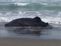 Hiu Paus 6 Meter Terdampar Mati di Pantai Tanggulangin Kebumen