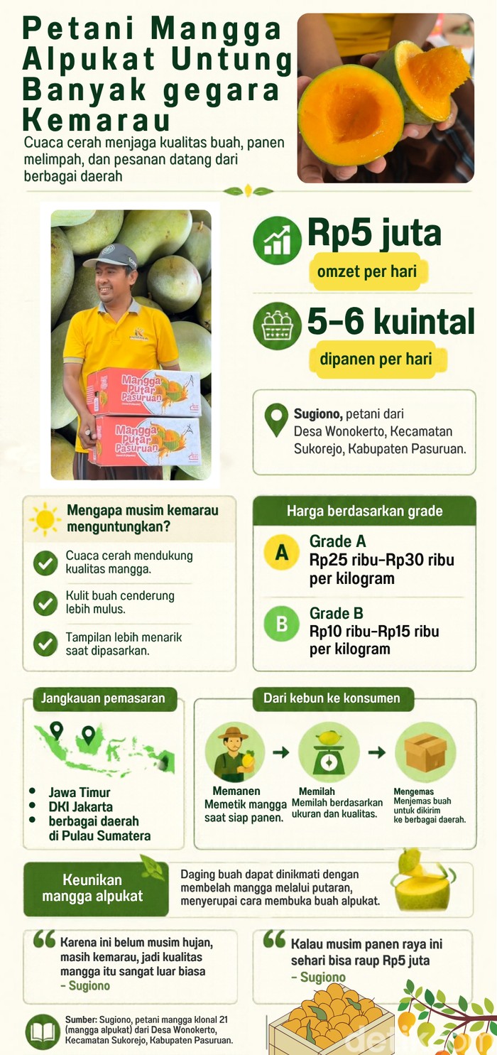 Infografis petani mangga alpukat di Pasuruan