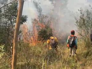 Situasi Terkini Kebakaran Hutan Lereng Lawu Karanganyar, 100 Hektare Hangus