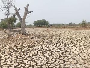 El Nino Mengganas, Ratusan Hektar Tambak di Subang Kering