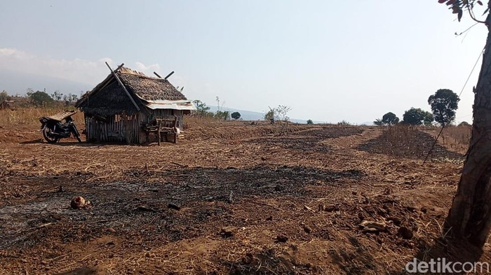 Kondisi lahan pertanian yangmengering akibat kemarau berkepanjangan di Lombok Timur, NTB, Kamis (15/10/2026).