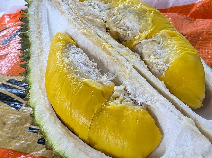 Modus Bawa Koper, Pria Ini Kepergok CCTV Curi Durian Musang King! Modus Bawa Koper, Pria Ini Kepergok CCTV Curi Durian Musang King!
