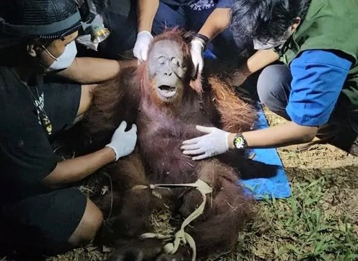 Orang utan Ira diselamatkan usai terjebak di hutan bekas terbakar dan sulit cari makan.