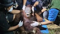 Orang Utan Korban Karhutla Jadi Sorotan Dunia, 51 Ekor Berhasil Dievakuasi