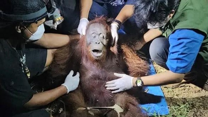 Orang utan Ira diselamatkan usai terjebak di hutan bekas terbakar dan sulit cari makan.
