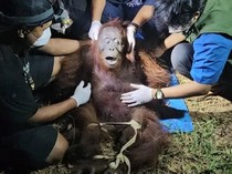 Kebun Warga Kotim Jadi Tempat Orang Utan Cari Makan Setelah Karhutla