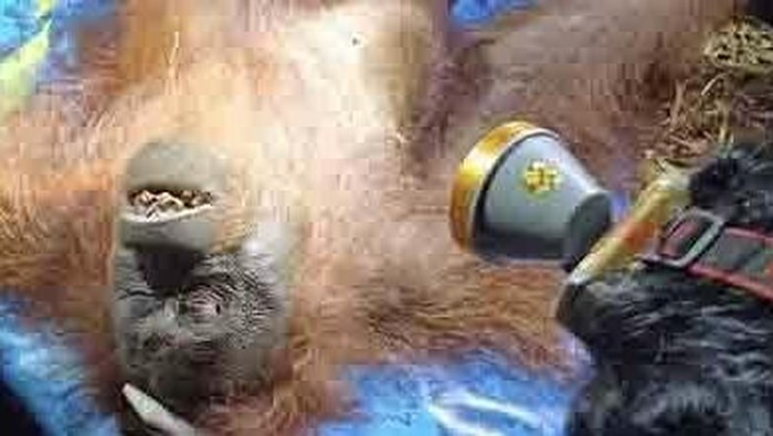 Orang utan Ira yang dievakuasi dari hutan bekas terbakar di Kotim.