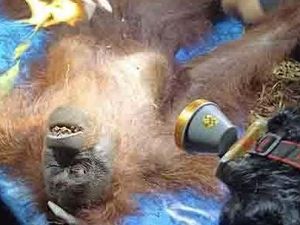 Bertahan di Pohon 10 Meter, Orang Utan Ira Akhirnya Bisa Dievakuasi