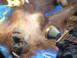 Tak Dapat Makanan di Hutan Bekas Terbakar, Orang Utan Ira Dievakuasi