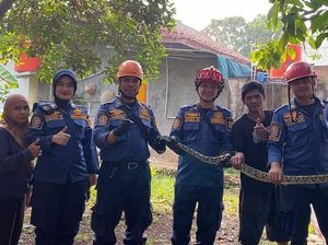 Ayam Ternak Mati Dimangsa Ular Sanca, Warga di Bogor Panggil Damkar
