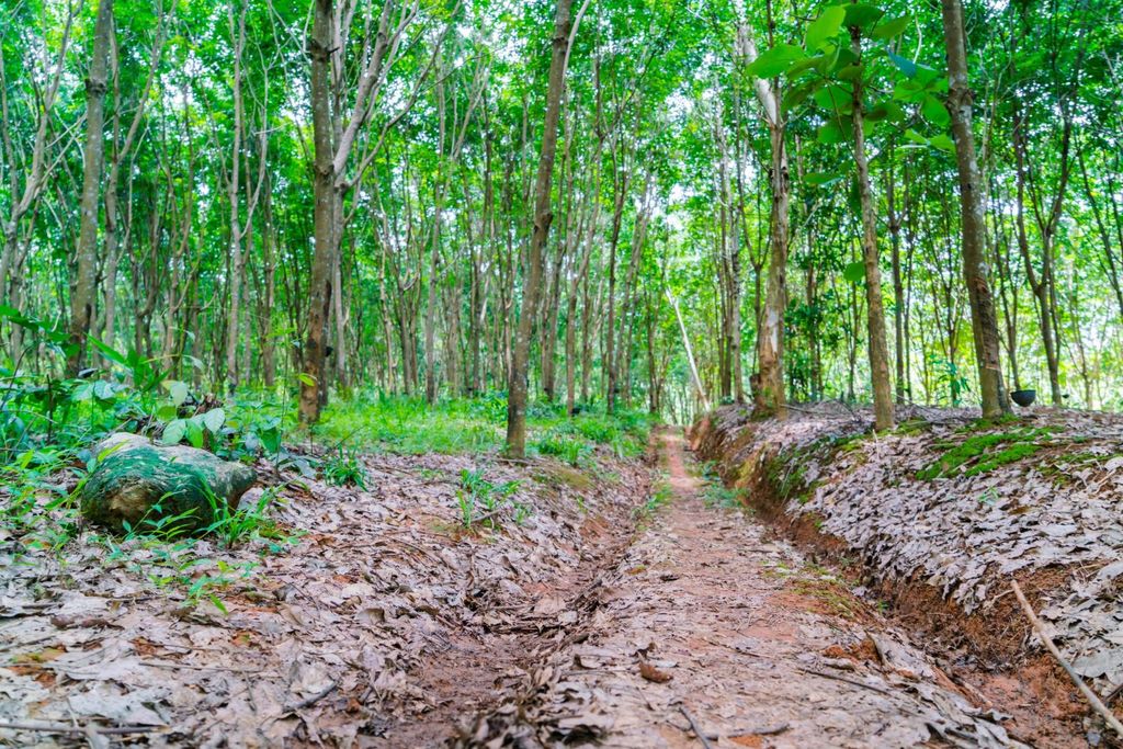 Perkebunan karet. (Dok. Magnific) Perkebunan karet. (Dok. Magnific)