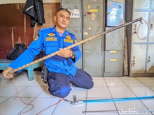 Taktik Damkar Ciamis Evakuasi Ular: Modal Nekat atau Skill?