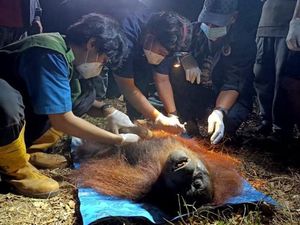 Orang Utan yang Terjebak Karhutla di Kalteng Dievakuasi