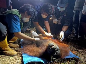 Orang Utan yang Terjebak Karhutla di Kalteng Dievakuasi