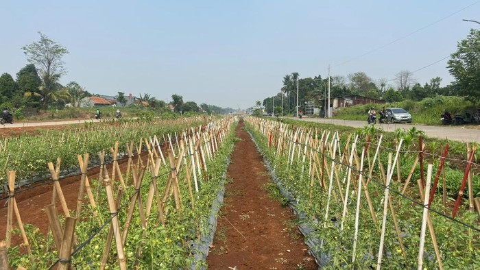 Taman Beragam, Bergizi, Seimbang, dan Aman (B2SA), Zona 19 Bomang. Kawasan di Kecamatan Bojonggede