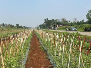 Warga Bojonggede Diajak Belajar Berkebun di Taman Pangan Bomang