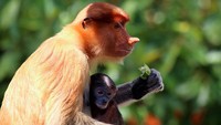 Bekantan (Nasalis larvatus) juga hidup di Taman Nasional Tanjung Puting. Ia menggantungkan hidupnya pada beragam jenis makanan di sana, seperti buah Ubar (Syzygium sp.), bagian daun Ketiau (Ganua motleyana) dan jenis Mampai (Crudia terymannii). Foto: Charles J Sharp via Wikimedia Commons