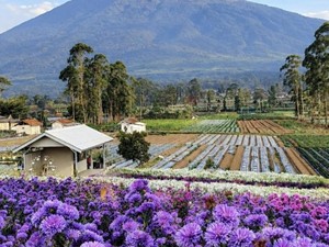 Pesona Bukit Hortensia, Wisata Baru Majalengka Berlatar Ciremai