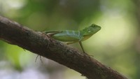 Bunglon jambul hijau (Bronchocela cristatella) juga dapat dijumpai di TNTP. Reptil ini bisa berubah warna jadi hijau kecoklatan atau coklat. Foto: Jamaludin SSos