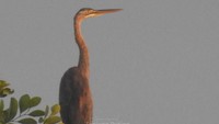 Cangak laut (Ardea sumatrana) atau great-billed heron bisa berukuran sangat besar, lebih dari 1 meter. Burung ini bisa terjun ke air maupun mematuk dari tempatnya berdiam dengan sangat cepat untuk menyambar mangsa. Meskipun termasuk kategori risiko rendah (Least Concern) dalam IUCN Assesed 2024, burung cangak laut termasuk jenis satwa yang dilindungi di Indonesia karena keberadaannya terancam. Foto: Hilal Fajri Ramadi, SSi, Penyuluh Balai TNTP