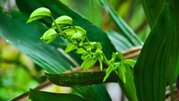 Anggrek Hitam (Coelogyne pandurata) juga tumbuh di kawasan Taman Nasional Tanjung Puting. Sebelumnya, anggrek ini dikelola di dalam habitatnya (in situ) serta di luar habitatnya (ex situ) untuk menambah dan memulihkan populasinya. Foto: Dok Balai Taman Nasional Tanjung Puting