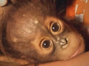 Video: Bayi Orang Utan Terpisah dari Induk yang Diterkam Buaya
