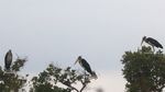 Potret Flora-Fauna Tanjung Puting, Taman Nasional yang Terbakar