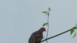 Potret Flora-Fauna Tanjung Puting, Taman Nasional yang Terbakar