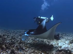 Sosok Jessica, Dive Master Asal Jakarta Korban Pinisi Tenggelam di Labuan Bajo