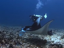 Sosok Veronica, Dive Master Korban Pinisi Tenggelam di TN Komodo