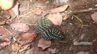 Masih berdasarkan data Statistik Balai TNTP Tahun 2022, ada 108 spesies dan 5 famili kupu-kupu di taman nasional ini, yang terbanyak yakni Nymphalidae (69 spesies). Foto: Dok Balai Taman Nasional Tanjung Puting