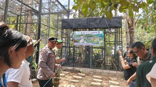 Pelepasliaran jalak bali di Kampoeng Jalak Bali, Banjar Tingkih Kerep, Desa Tengkudak, Penebel, Tabanan, Jumat (16/10/2026). (Krisna Pradipta/detikBali)