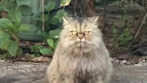 Penampakan kucing nan diduga dicuri penjual mi ayam di Kranggan Permai, Jatisampurna, Kota Bekasi (dok ist/repro)