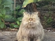 Pemilik Kucing Dapat Info Cimi Dibuang, Sudah Dicari tapi Belum Ketemu
