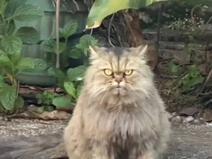 Nasib Cimi Tak Diketahui Rimbanya Usai Dibawa Lari Abang Mi Ayam