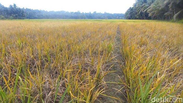 Persawahan di Pangandaran