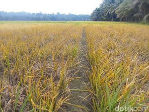 Petani Pangandaran Gaungkan Konsep dari Sawah ke Meja Wisata