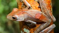 Per 2021, sekitar 46 jenis amfibi hidup di Taman Nasional Tanjung Puting, yang terdiri dari enam famili: Megophryidae (5), Boufonidae (4), Microhylidae (3), Rananidae (25), Rhacophoridae (7), dan Dicroglossidae (1). Salah satunya yaitu Polypedates colleti atau katak pohon jam pasir.Foto: Dok Balai Taman Nasional Tanjung Puting