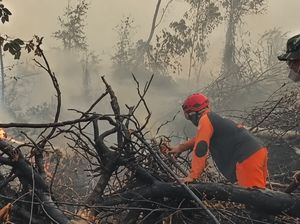Al Haris Perkuat Penanganan Karhutla di Tahura, Kini Proses Pendinginan