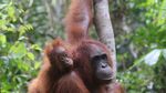 Potret Flora-Fauna Tanjung Puting, Taman Nasional yang Terbakar