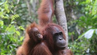 Orang utan Kalimantan (Pongo pygmaeus wurmbii). Orang utan di Taman Nasional Tanjung Puting paling banyak makan buah-buahan, dan juga makan bagian kulit, dan akan tanaman. Foto: Amalia Novita Putri, SHut, PEH Balai TNTP