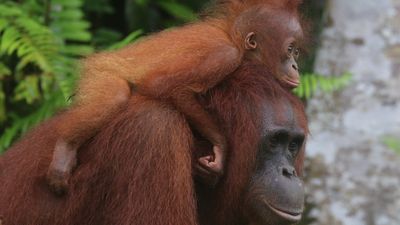 Potret Flora-Fauna Tanjung Puting, Taman Nasional yang Terbakar