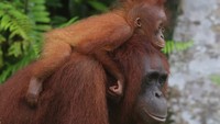 Kementerian Kehutanan dalam laman resminya menjelaskan, kawasan Pesalat berdekatan dengan zona inti taman nasional dan merupakan area penting bagi orang utan.  Pada Desember 2019 lalu, terjadi juga fenomena langka orang utan Linda melahirkan anak kembar di sekitar kawasan Resor Pesalat, Seksi Pengelolaan TN (SPTN) Wilayah III Tanjung Harapan, TNTP. Foto: Amalia Novita Putri, SHut, PEH Balai TNTP