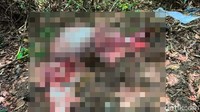 Banteng yang Dilindungi di Alas Purwo Mati, Dikuliti-Diambil Dagingnya