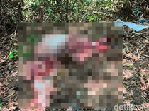 Banteng Jawa Dikuliti di Taman Nasional Alas Purwo, Tinggal Kepala dan Daging
