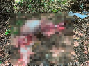 Banteng Jawa Dikuliti di Taman Nasional Alas Purwo, Tinggal Kepala dan Daging