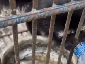 Viral Video Satwa Bumi Kedaton Lampung Kehausan, Pengelola Klaim Pakan Rutin