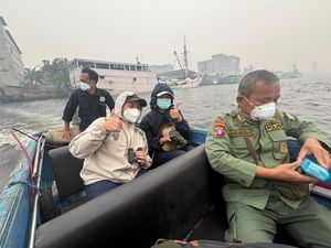 Jasad Orang Utan Dilaporkan Mengapung di Sungai Kumai, Belum Ditemukan